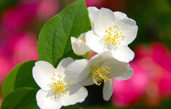 Picture leaves, trees, flowers, spring, petals, garden