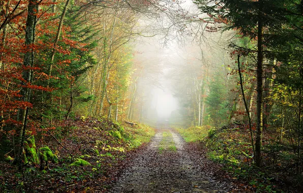 Road, autumn, forest, leaves, trees, fog