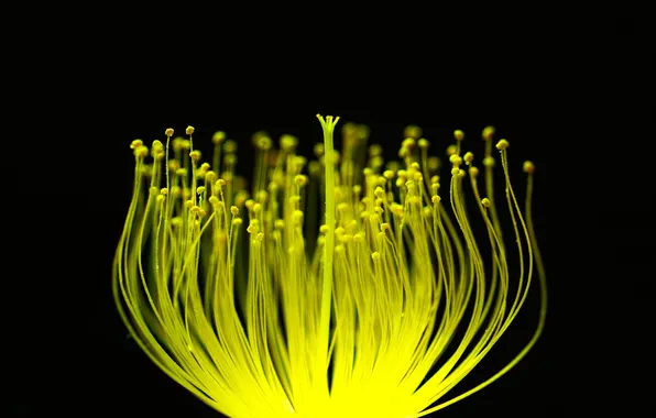 Macro, flowers, stamens