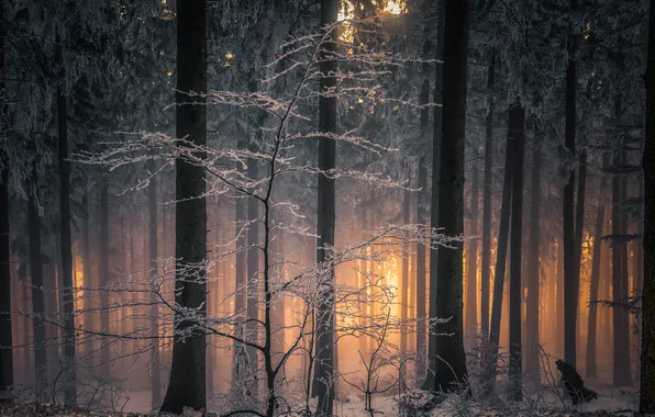 Winter, forest, light, branches, nature