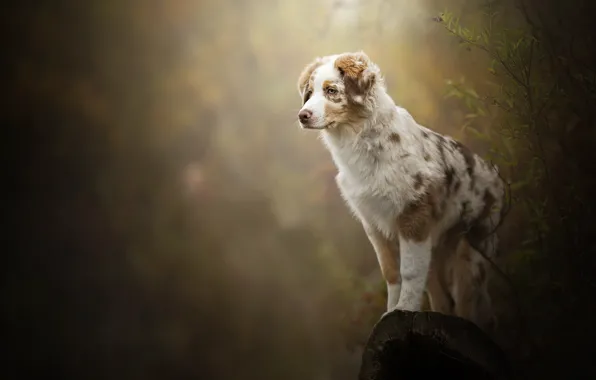 Dog, log, bokeh, Benji