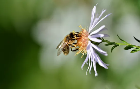 Picture flower, bee, bokeh