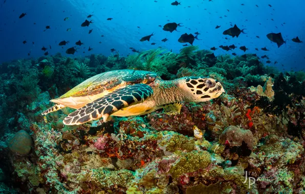 Picture fish, turtle, corals, underwater world