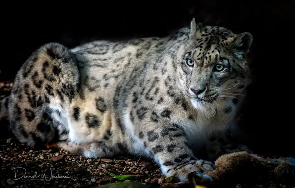 Picture cat, look, beast, Snow leopard, IRBIS
