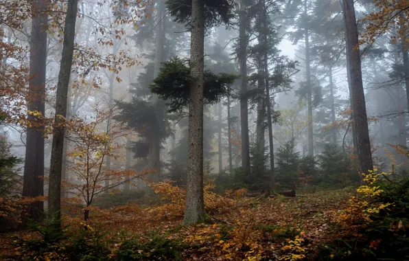 Autumn, forest, trees, nature, fog