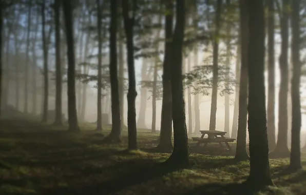 Forest, trees, fog, table, bench