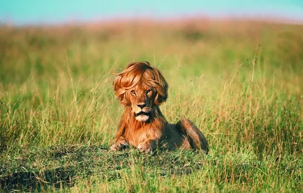 Picture humor, Leo, mane, hairstyle