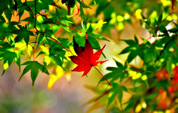 Picture autumn, leaves, macro, maple