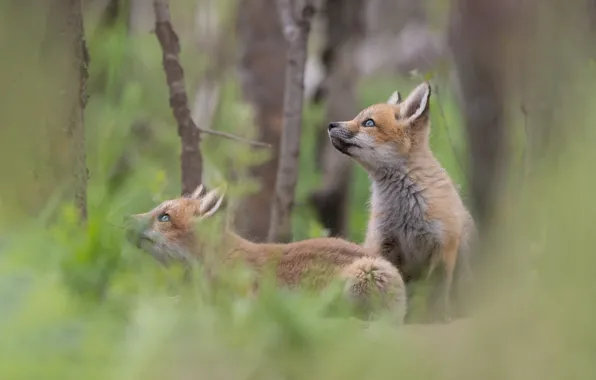 Nature, Fox, a couple, cubs, two Fox