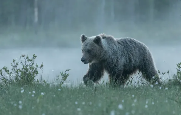 Picture grass, fog, shore, bear, bear, walk, pond, young