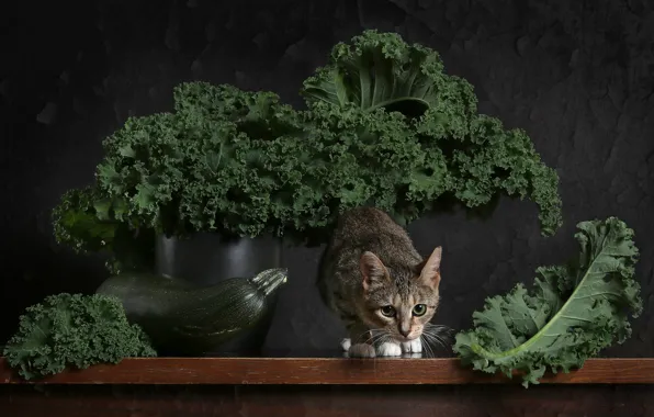 Greens, cat, look, leaves, pose, kitty, table, grey