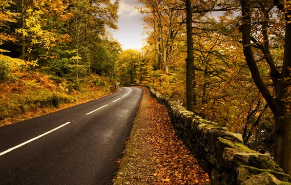 Road, autumn, nature, markup