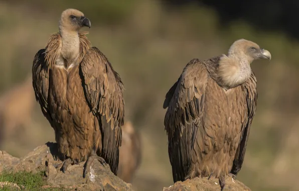 Birds, predators, vultures
