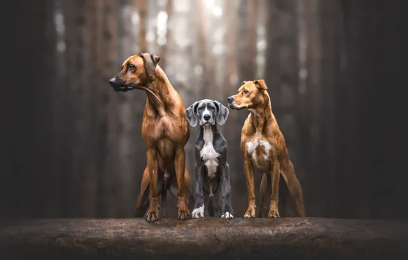 Forest, dogs, look, light, trees, grey, trunks, together