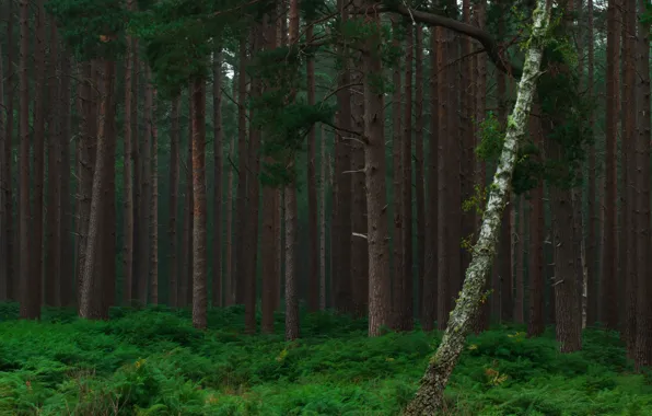 Forest, trees, branches, pine, fern, Bor, a fallen tree, pine