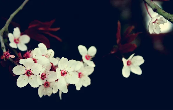 Flowers, cherry, branch, Sakura, white