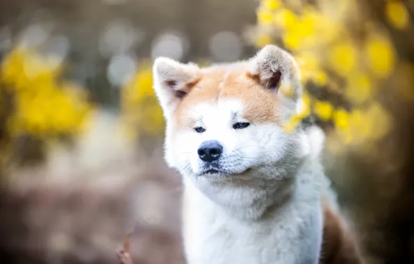 Look, nature, pose, dog, face, Akita inu, Akita