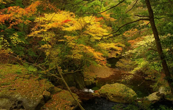 Autumn, forest, trees, river, stream, stones