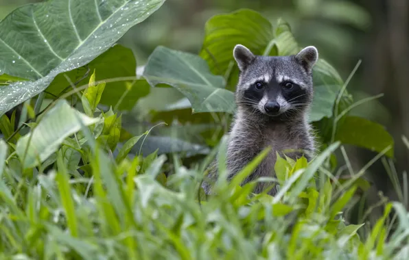 Grass, look, leaves, drops, portrait, raccoon, face