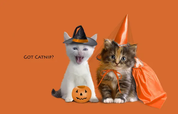 Animals, kitty, kittens, orange background