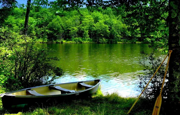 Forest, summer, river, boat