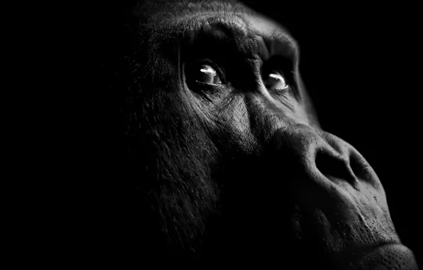 Gorilla 7-17-2017 Wallpaper Background | Kicking Designs