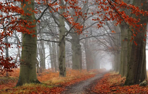 Forest, trees, fog, Autumn, forest, path, trees, nature