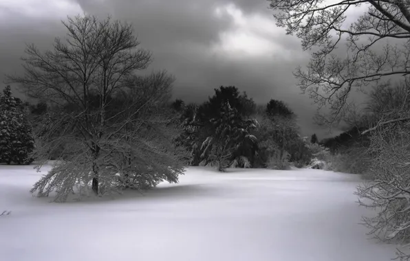 Picture winter, forest, the sky, clouds, snow, trees, clouds, nature