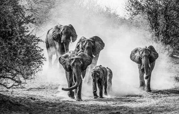 Dust, Savannah, elephants, black and white photo