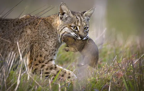 Lynx, sneaks, mining