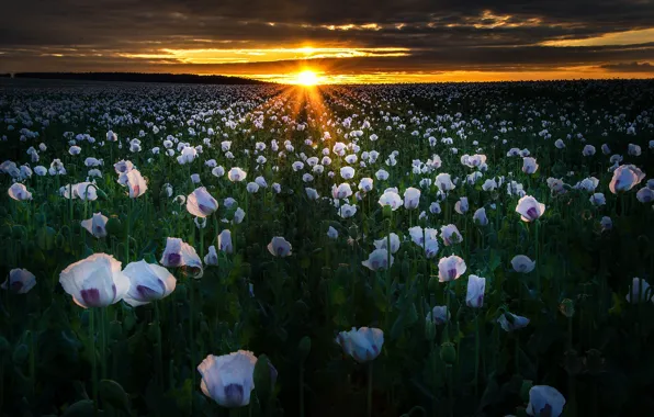 Picture field, the sun, rays, landscape, sunset, flowers, nature, Maki