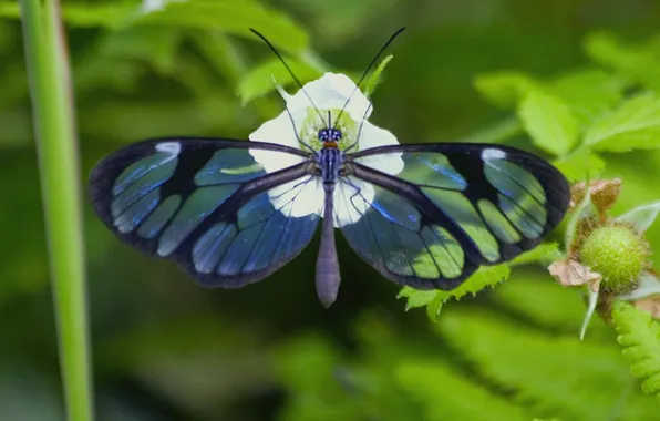 Flower, leaves, microsemi, butterfly, wings, insect, beautiful, closeup