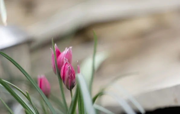 Flowers, green, petals, pink