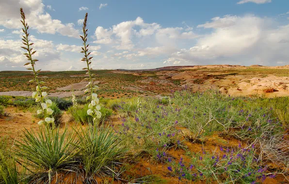 HILLS, HORIZON, The SKY, CLOUDS, FLOWERS, PLAIN, SHRUBS, PLANT