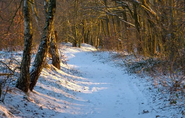 Picture winter, the sun, rays, day, path, woods