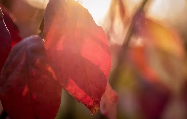 Autumn, leaves, nature