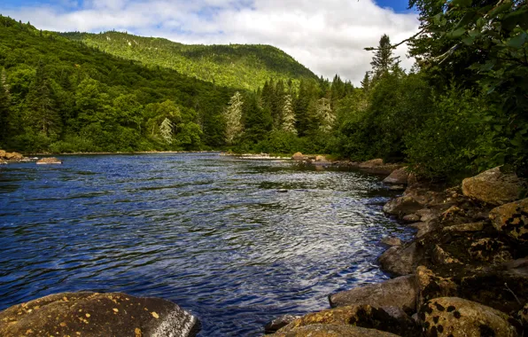 Picture forest, trees, mountains, river, stones, Canada, Quebec, Jacques Cartier national park