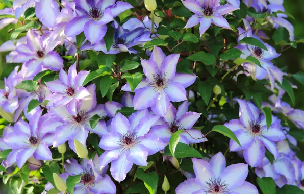 Bush, clematis, clematis