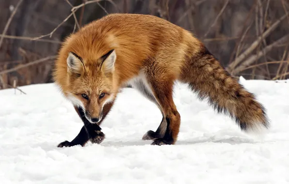 Winter, nature, Fox
