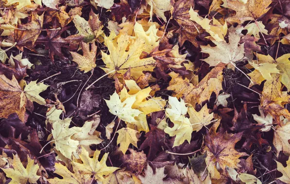 Autumn, leaves, nature