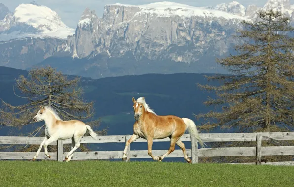 Horse, running, Baby, background, foal, Horse, And, mountains