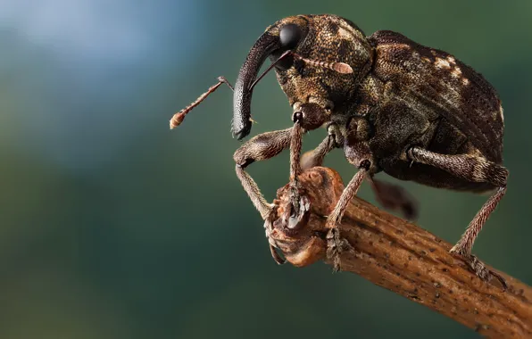 Macro, background, beetle, branch, insect, antennae, spotted, weevil