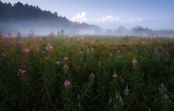 Field, fog, Ivan-tea