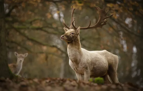 Picture autumn, forest, animals, nature, deer