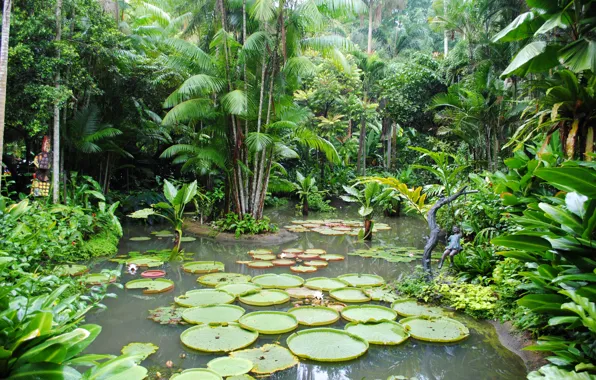 Trees, pond, garden, Singapore, the bushes, water lilies, Botanic Gardens
