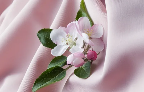 Leaves, background, Wallpaper, petals, stamens, fabric, picture, Apple blossoms