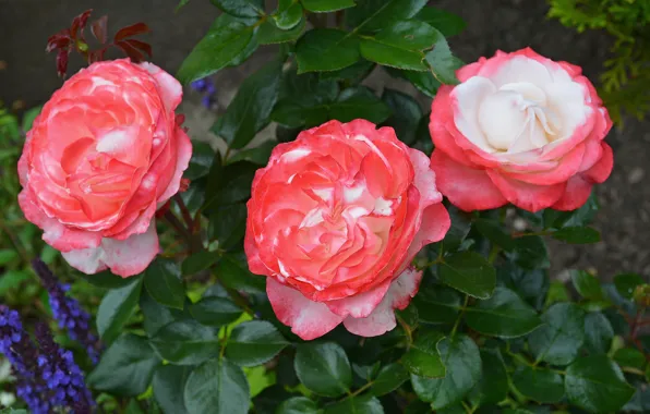 Picture flowers, Bush, roses, flowering