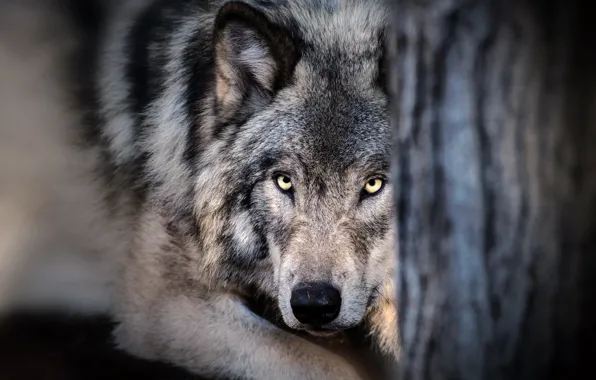 Eyes, look, wolf, wool