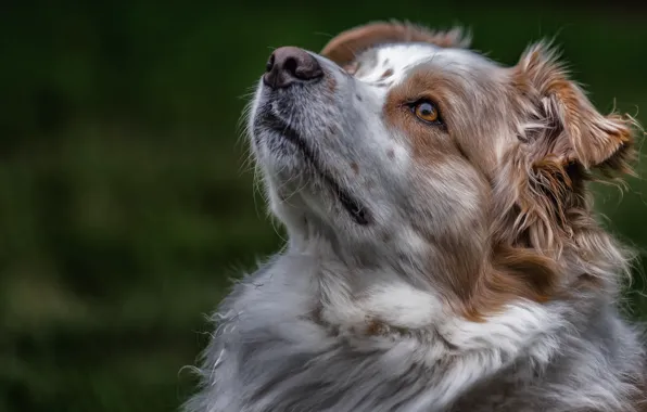 Face, portrait, dog, Australian shepherd, Aussie