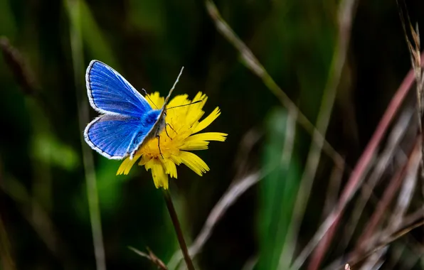 Flower, butterfly, moth